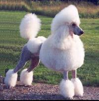 Caniche Grande